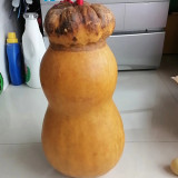 Small Lotus-head Gourd Seeds – Highly Ornamental, Easy to Grow and Maintain, Perfect for Courtyards and Gardens