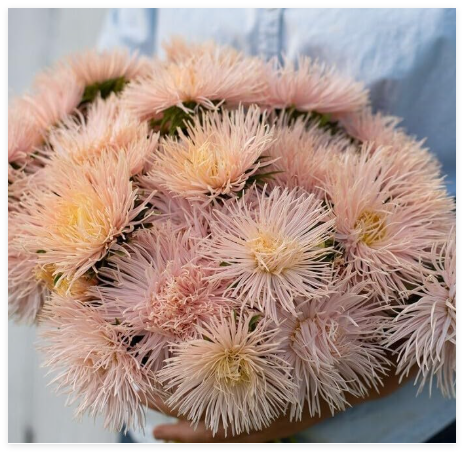 Aster Valkyrie Brunhilde Chamois Seeds