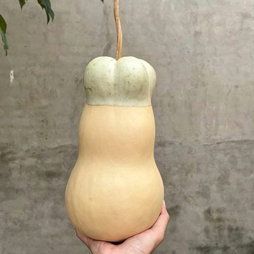 Small Lotus-head Gourd Seeds – Highly Ornamental, Easy to Grow and Maintain, Perfect for Courtyards and Gardens
