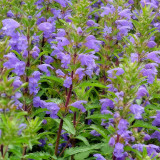 Mountain Mint Seeds | Dracocephalum moldavica | Drought-Tolerant Annual with Blue-Purple Flowers