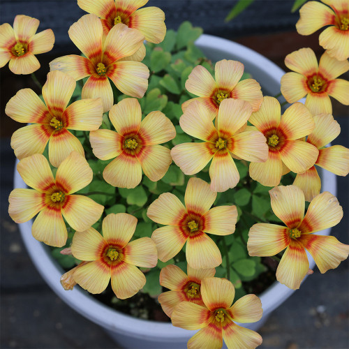 Oxalis obtusa 'Phoenix' Flowering Bulbs | Winter‑Spring Planting for Pots, Balconies & Rock Gardens