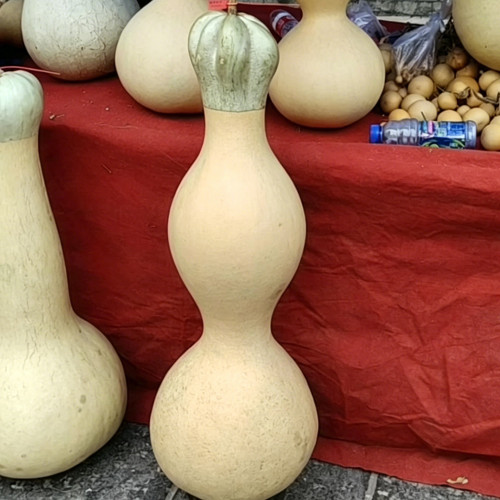 Slender-waisted lotus-head gourd Seeds - Unique ornamental variety, easy to grow, suitable for home gardening