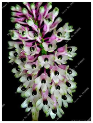 Multi Color Dendrobium Orchids Seed Tree Very Easy Grow Home & Garden Building Flower for Sale - (Color: 5)