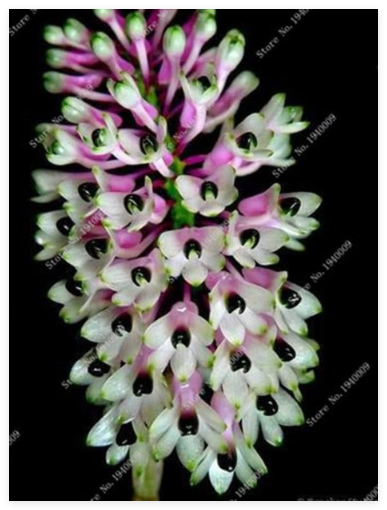 Multi Color Dendrobium Orchids Seed Tree Very Easy Grow Home & Garden Building Flower for Sale - (Color: 5)