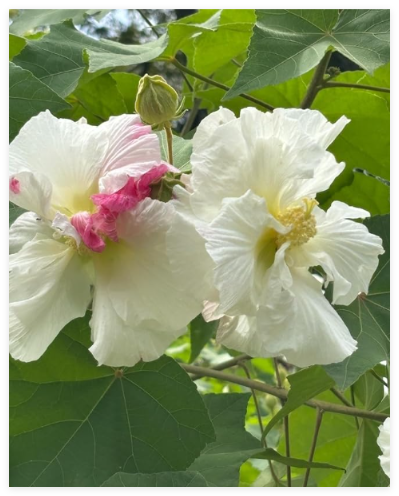 Hibiscus mutabilis Cotton Rose Double Multicolor Seeds