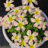 Oxalis obtusa 'Butterfly' Flowering Bulbs - Winter Blooming Perennial Plant for Pots and Windowsills