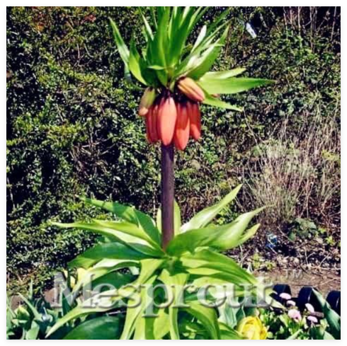 Crown Imperial Seed Wang Fritillaria Seed Easy to Grow Home Garden Ground Cover Plant See Rare Plant Seed - (Color: 5)