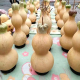 Slender-waisted lotus-head gourd Seeds - Unique ornamental variety, easy to grow, suitable for home gardening