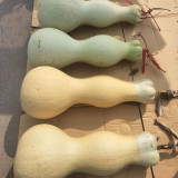 Slender-waisted lotus-head gourd Seeds - Unique ornamental variety, easy to grow, suitable for home gardening