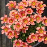 Oxalis obtusa 'Retro' Bulbs - Low Maintenance, Winter Blooming Flowering Bulbs for Pots and Balconies
