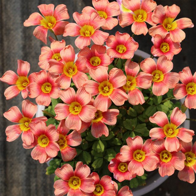 Oxalis obtusa 'Retro' Bulbs - Low Maintenance, Winter Blooming Flowering Bulbs for Pots and Balconies