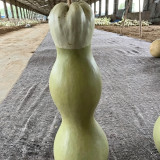 Slender-waisted lotus-head gourd Seeds - Unique ornamental variety, easy to grow, suitable for home gardening