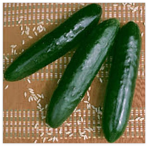 Stonewall Cucumbers Seeds (More Heirloom, Organic, Non GMO, Vegetables