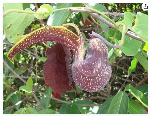 Aristolochia galeata | Dutchman's Pipe | Seeds