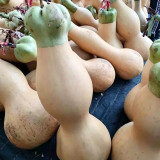 Slender-waisted lotus-head gourd Seeds - Unique ornamental variety, easy to grow, suitable for home gardening