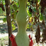 Slender-waisted lotus-head gourd Seeds - Unique ornamental variety, easy to grow, suitable for home gardening