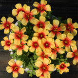 Oxalis obtusa 'Desert Heart' Flowering Bulbs - Winter Blooming Wood Sorrel for Pots & Balconies