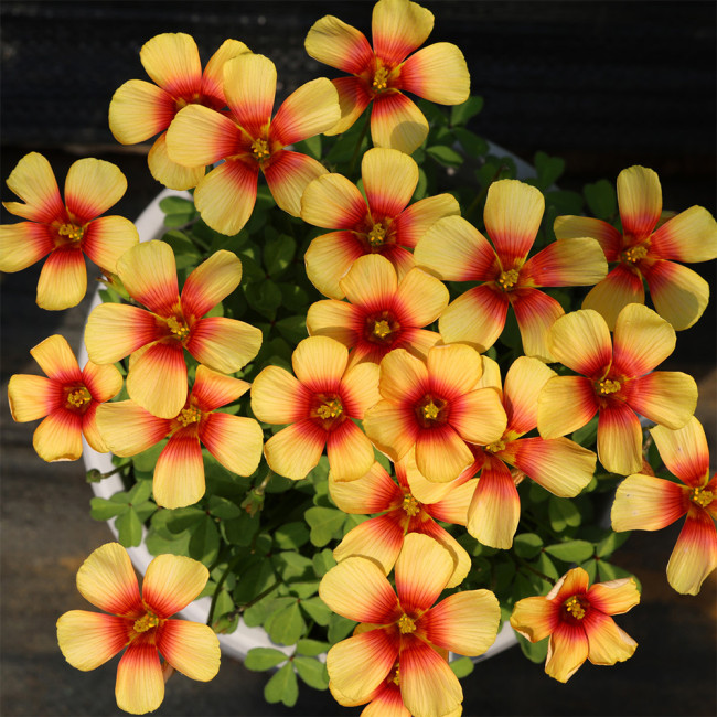Oxalis obtusa 'Desert Heart' Flowering Bulbs - Winter Blooming Wood Sorrel for Pots & Balconies