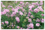Crown Vetch Seeds