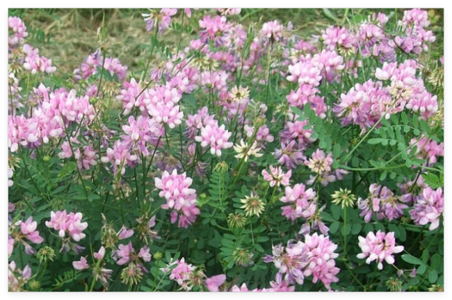 Crown Vetch Seeds