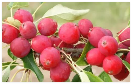 Dolgo (Pink Glow) Crabapple Seeds for Garden Planting