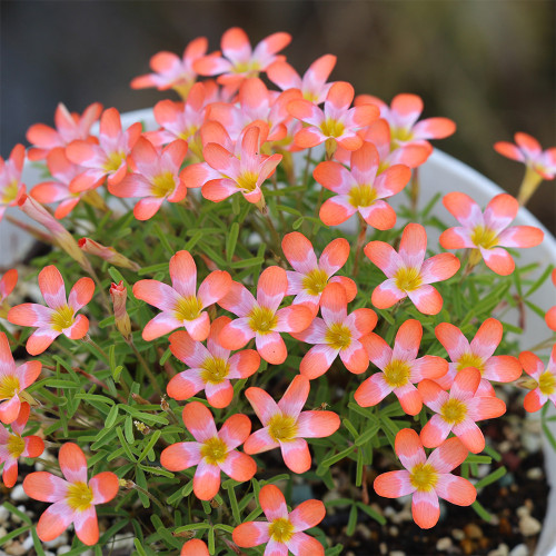 Oxalis 'Cretaceous' Flowering Bulbs | Sunset-Hued Winter Blooming Bulbs for Pots & Windowsills