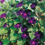 Morning Glory Grandpa OTT Purple Climbing Vine Seeds