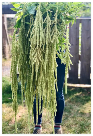 Seeds Fresh Amaranth Emerald Tassels - Combined Available