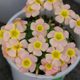 Oxalis obtusa 'Day Dream C' Flowering Bulbs - Pink & Gold Winter Blooming Flower Bulbs for Pots & Balconies