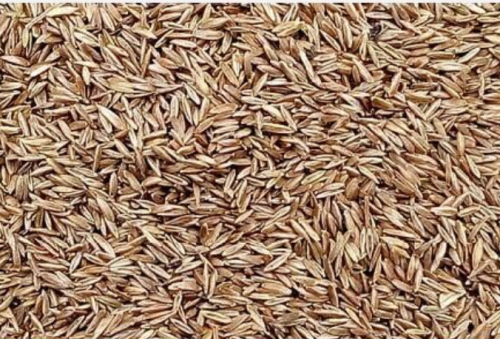Ngryise POA annua Seeds