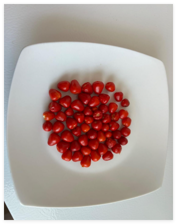 Chiltepin Bird's Eye Wild Chili Heirloom Pepper Premium Seeds - Very HOT