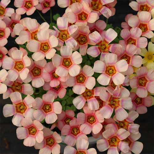 Oxalis obtusa 'Red Panda' Bulbs - Low Maintenance, Winter Blooming Flower Bulbs for Pots & Balcony