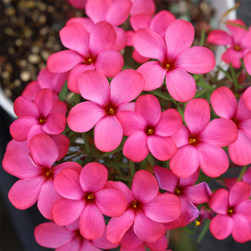 Oxalis 'Andromeda' Flowering Bulbs - Winter-Blooming Magenta Wood Sorrel for Indoor Pots & Balconies