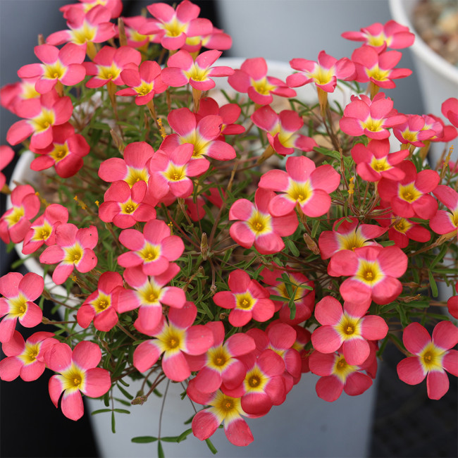 Oxalis 'Scarlet Witch' Bulbs - Winter Blooming Pink Wood Sorrel Flowering Plant for Pots