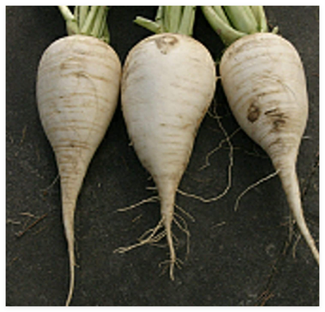 German Beer Radishes Seeds