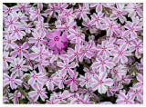 Candy Stripe Phlox Seeds for Garden Planting