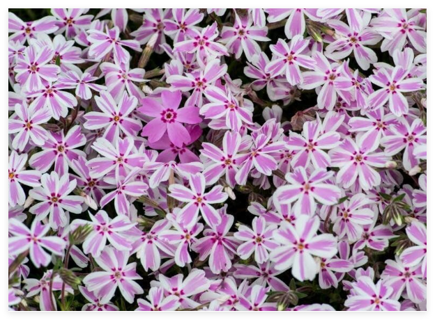 Candy Stripe Phlox Seeds for Garden Planting