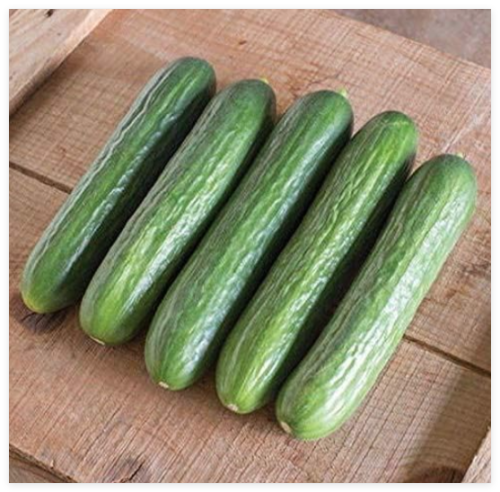 Katrina F1 Hybrid Cucumber Seeds
