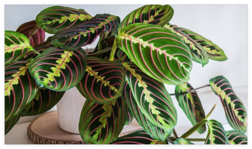 Prayer Calathea Seeds for Garden Planting