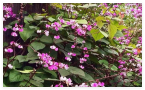 Hyacinth Bean Ruby Moon Flower Seeds Purple Ornamental Flowers