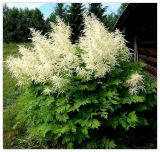 Goats Beard (Aruncus dioicus) Showy Plumes Seeds