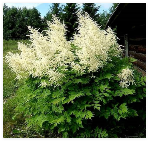 Goats Beard (Aruncus dioicus) Showy Plumes Seeds