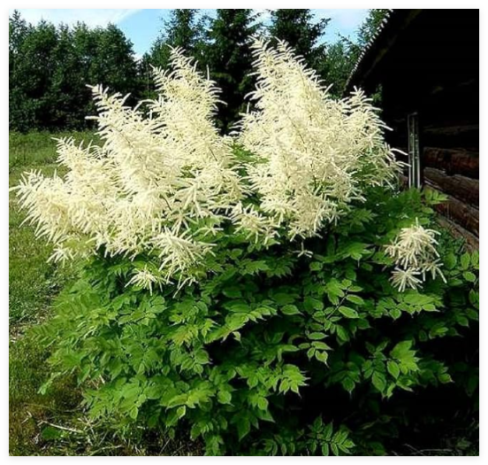 Goats Beard (Aruncus dioicus) Showy Plumes Seeds