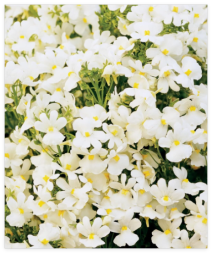 Nemesia Poetry Innocense White Perennial (Cape Snapdragon) Seeds