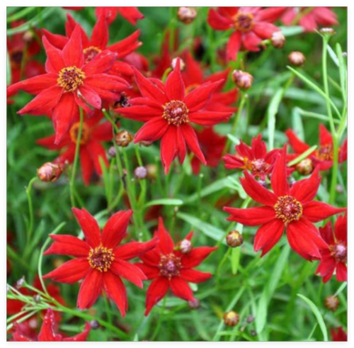 Coreopsis Amulet RED Dwarf 10-12 Tall Butterfly Garden Non-GMO Seeds