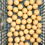 Egg Gourd Seeds – Premium ornamental variety, high-yield, easy to grow, ideal for home gardening