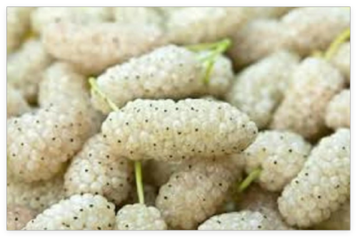 12-18 Tall White Mulberry (Morus alba) Plant, Russian, 1 Year Old, no Leaves
