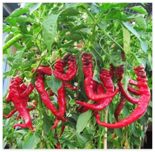 Jimmy Nardello Pepper Seeds - Organic, Non-GMO, Heirloom