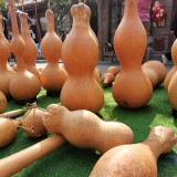 Extra-large Lotus-head Gourd Seeds – Easy to grow, low-maintenance, fast-growing, ideal for carvers and collectors