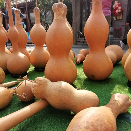 Extra-large Lotus-head Gourd Seeds – Easy to grow, low-maintenance, fast-growing, ideal for carvers and collectors